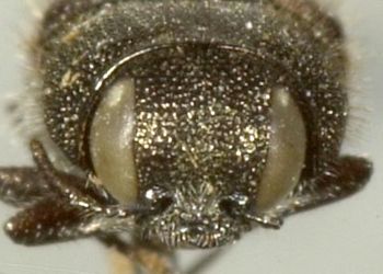 Media type: image;   Entomology 2731 Aspect: head frontal view